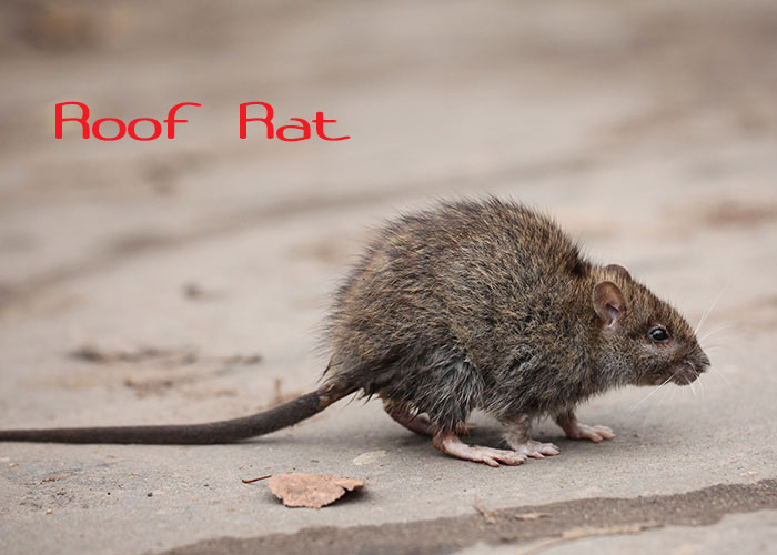 roof rats game compatibility